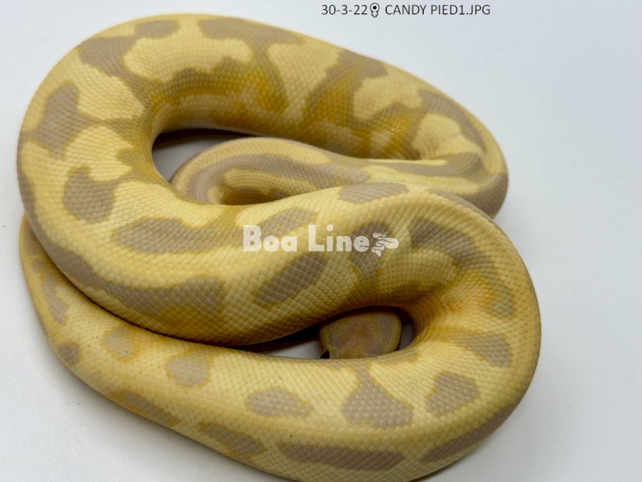 CANDY PIED